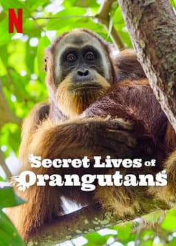 Secret Lives of Orangutans