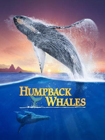 Humpback Whales
