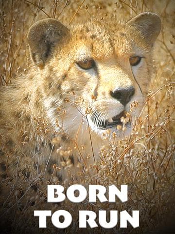 Bruce Springsteen: In His Own Words