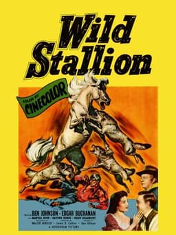 Wild Stallion