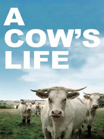 Bovines