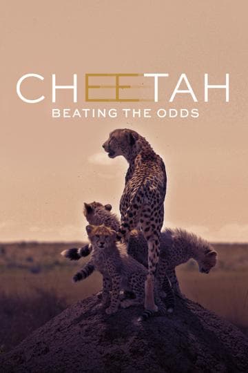 Cheetahs of the Linyanti