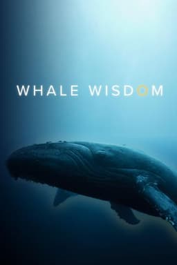 Whale Wisdom