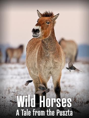 Wild Horses - A Tale From The Puszta