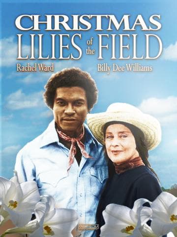 Christmas Lilies of the Field