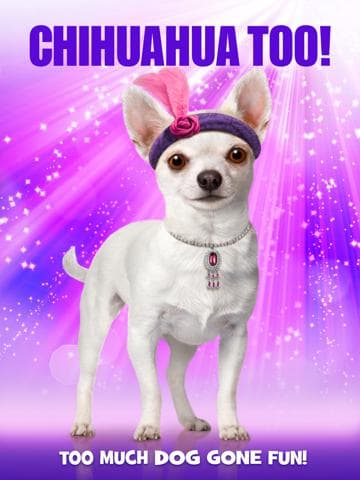 Chihuahua Too!