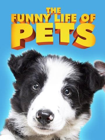 The Funny Life of Pets
