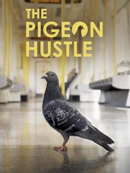 The Pigeon Hustle