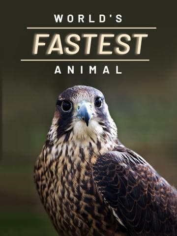 World's Fastest Animal