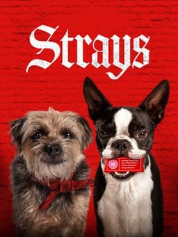 Strays