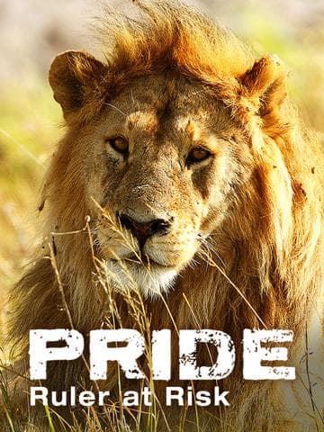 Pride Ruler at Risk