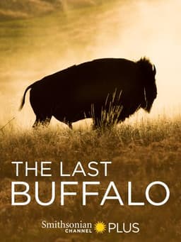 The Last Buffalo