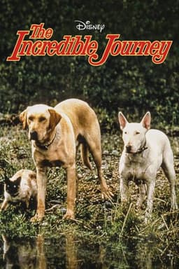 The Incredible Journey