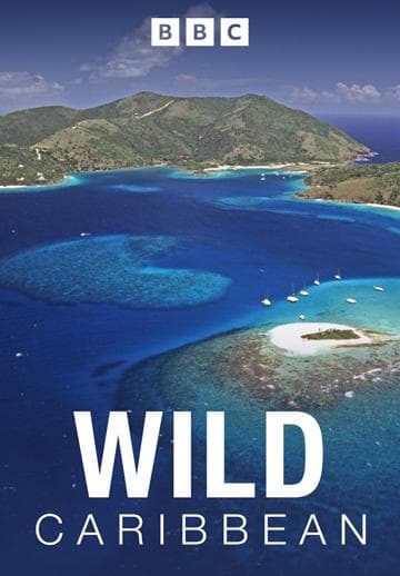 Wild Caribbean