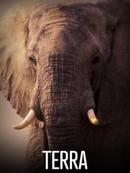 Terra