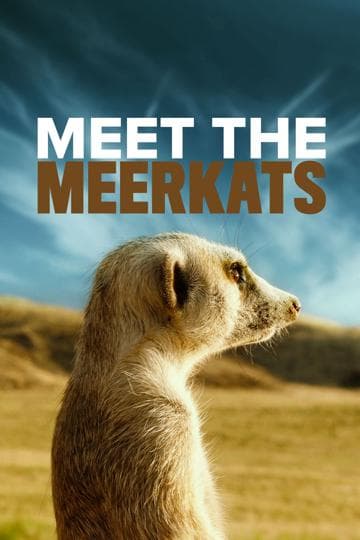 Meet The Meerkats
