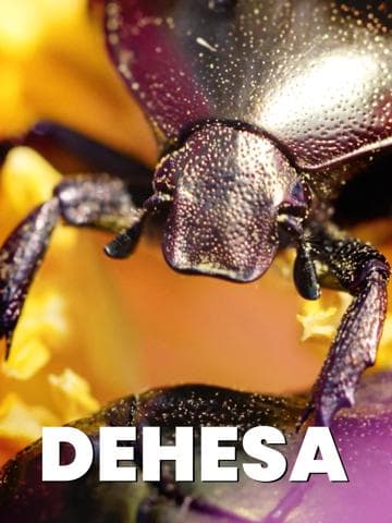 Dehesa - L'harmonie ibérique