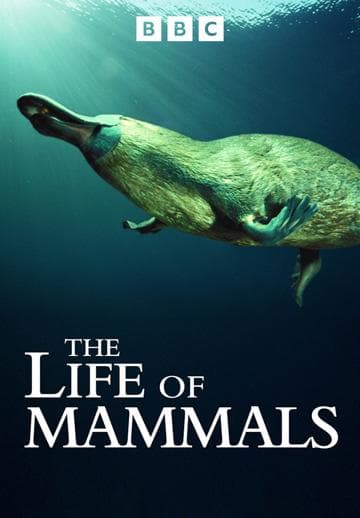 The Life of Mammals