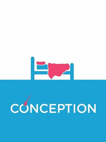 Conception