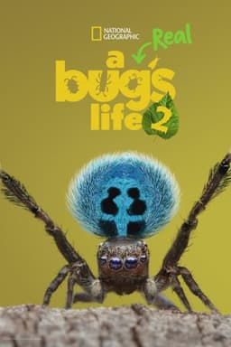 A Real Bug's Life