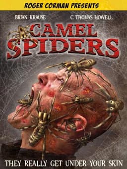 Camel Spiders
